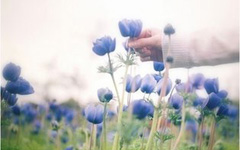 ��һֻ�۾�������