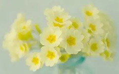 ���ɵ�ƭ��