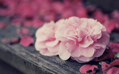 �Ҹ���Ů�˻�Ƚ�