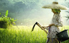 ���������¸