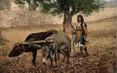 ţ��¿�Ĺ���