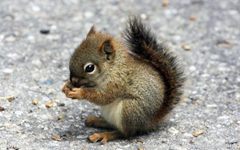 С���󱸶���