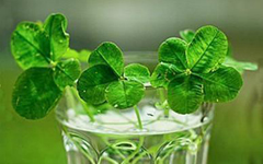 ��³��ĸ�������