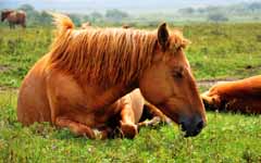 ����˯������