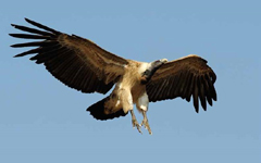 ������ͺ��