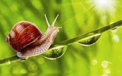 ��һֻ����ϸ�ڵ���ţ