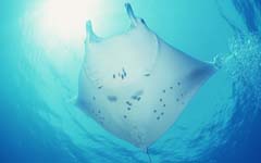 �ع������������ʾ