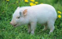 �����԰�